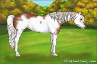 Horse Color:Silver Bay Splash Frame 