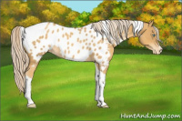 Horse Color:Gold Cream Champagne Tobiano Appaloosa 