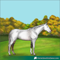 Horse Color:Gray Liver Chestnut Tobiano
