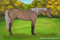Horse Color:Silver Brown Dun 