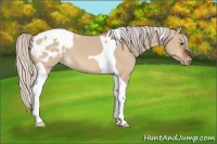 Horse Color:Silver Brown Dun Tobiano Appaloosa 