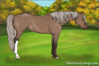 Horse Color:Silver Brown Dun 