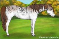 Horse Color:White Spotted Blue Roan Rabicano  and White Spotted Red Roan Rabicano 