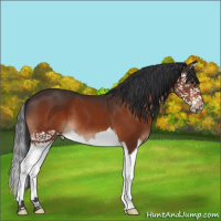 Horse Color:Brown Splash 