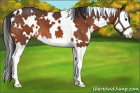 Horse Color:White Spotted Brown Splash 