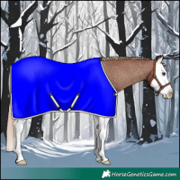 Horse Color:Chestnut Splash Appaloosa 