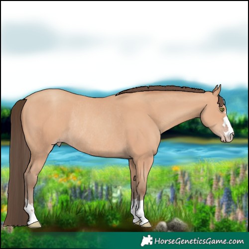 Horse Color:Amber Champagne Rabicano