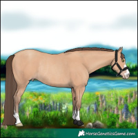 Horse Color:Amber Champagne Rabicano 