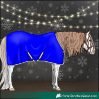 Horse Color:Chestnut Splash 