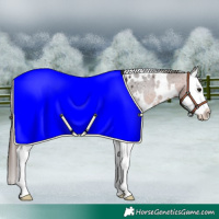 Horse Color:White Spotted Brown Splash Appaloosa 