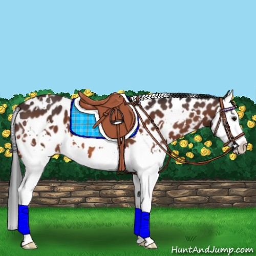 Horse Color:White Spotted Bay Splash Appaloosa 