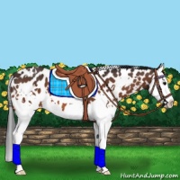 Horse Color:White Spotted Bay Splash Appaloosa 