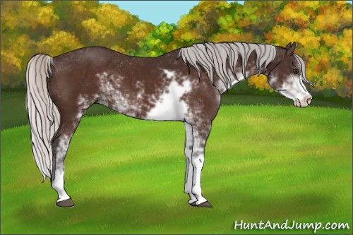 Horse Color:Silver Brown Sabino 