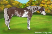 Horse Color:Silver Brown Sabino 