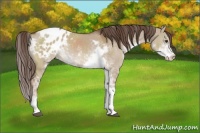 Horse Color:Liver Red Dun Sabino Appaloosa 