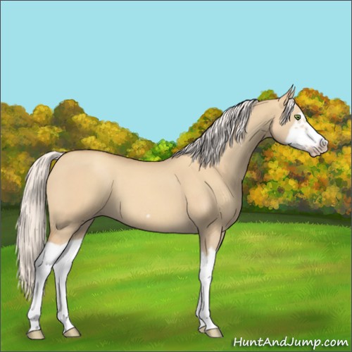 Horse Color:Silver Classic Champagne Dun Splash Frame 