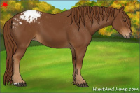 Horse Color:Gray Chestnut Appaloosa 