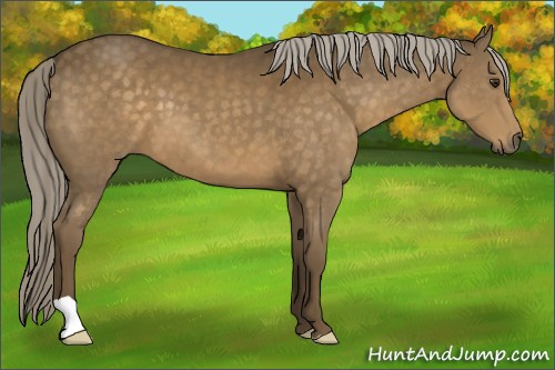 Horse Color:Chocolate Palomino 
