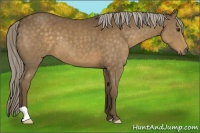 Horse Color:Chocolate Palomino 