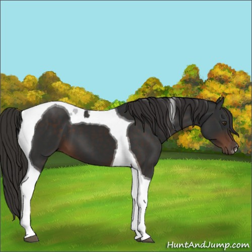 Horse Color:Liver Chestnut Tobiano 