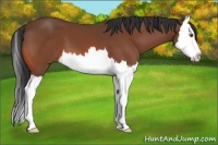 Horse Color:Bay Splash 