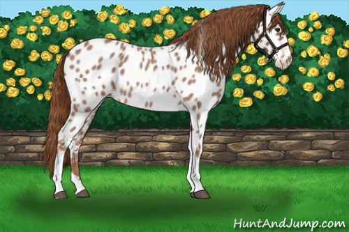 Horse Color:Red Roan Tobiano Appaloosa 