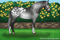 Horse Color:Gray Smoky Black Tobiano Appaloosa 