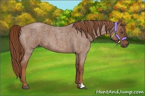 Horse Color:Red Roan 