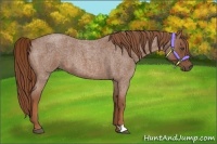 Horse Color:Red Roan 