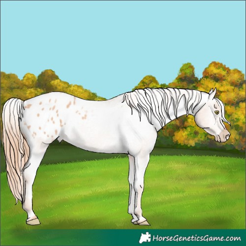 Horse Color:Gold Champagne Roan Varnish Rabicano