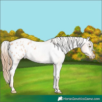 Horse Color:Gold Champagne Roan Appaloosa Rabicano 