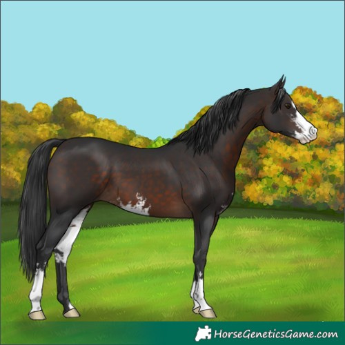 Horse Color:Brown Sabino
