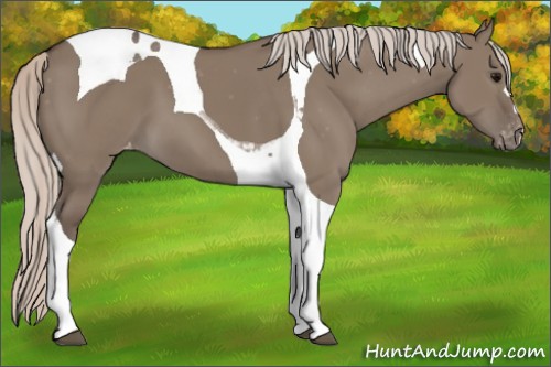 Horse Color:Silver Grullo Tobiano Appaloosa 
