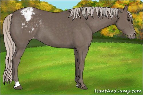 Horse Color:Silver Black Varnish