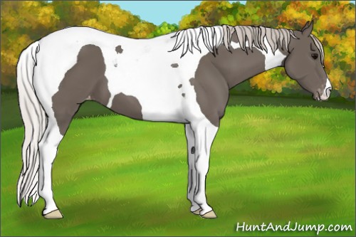 Horse Color:Silver Black Tobiano Snowcap