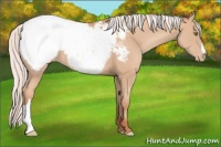 Horse Color:Silver Classic Champagne Appaloosa 