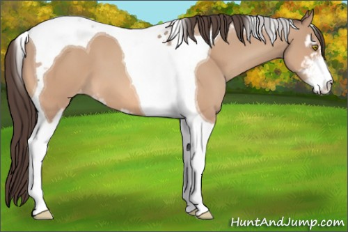 Horse Color:Amber Champagne Sabino Tobiano Appaloosa 