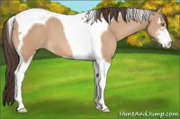 Horse Color:Amber Champagne Sabino Tobiano Appaloosa 