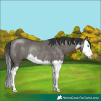 Horse Color:Grullo Sabino Splash Rabicano
