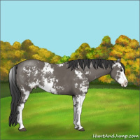 Horse Color:Grullo Sabino Rabicano