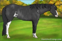 Horse Color:Black Sabino Rabicano 