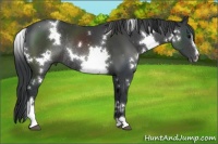 Horse Color:White Spotted Black Sabino Rabicano 