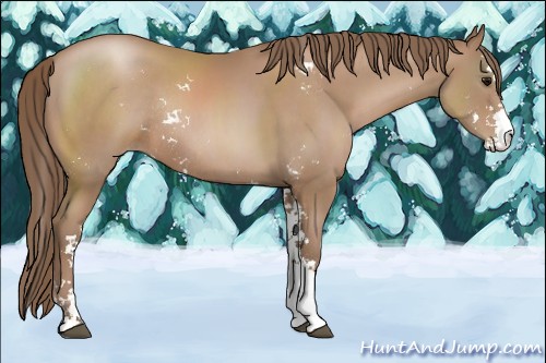 Horse Color:Black Pearl Sabino Rabicano 