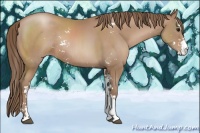 Horse Color:Black Pearl Sabino Rabicano 