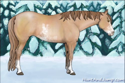 Horse Color:Brown Pearl Sabino Rabicano 