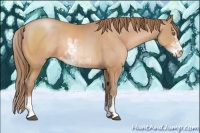 Horse Color:Brown Pearl Sabino Rabicano