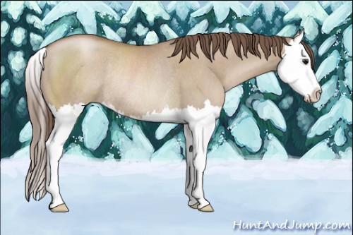 Horse Color:Grullo Pearl Sabino Splash Rabicano