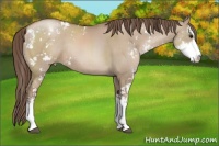 Horse Color:Grullo Pearl Sabino Rabicano 