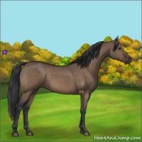 Horse Color:Liver Red Dun 
