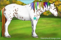 Horse Color:Painted Bay Tobiano Appaloosa 